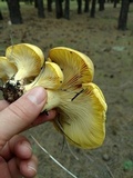 Cantharocybe gruberi image