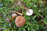 Gyroporus castaneus image