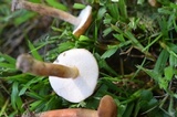 Gyroporus castaneus image