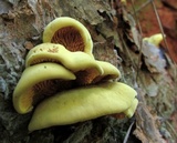 Pseudomerulius curtisii image
