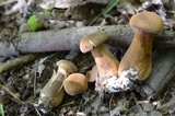 Tylopilus ferrugineus image