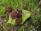 Taphrina occidentalis image