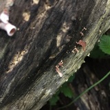 Dacryopinax elegans image