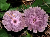 Gymnopus iocephalus image