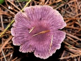 Gymnopus iocephalus image