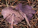 Gymnopus iocephalus image