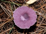 Gymnopus iocephalus image