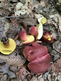 Baorangia bicolor image