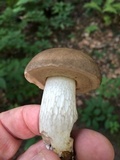 Retiboletus griseus image