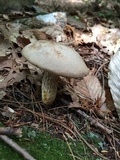 Retiboletus griseus image