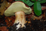 Boletus regineus image