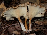 Clitocybe squamulosa image