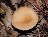 Clitocybe squamulosa image