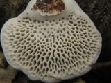 Daedaleopsis confragosa image