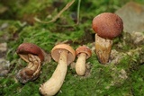 Suillus hirtellus image