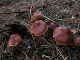 Cortinarius californicus image