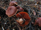 Cortinarius californicus image