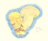 Buchwaldoboletus sphaerocephalus image