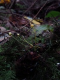Mycena oregonensis image