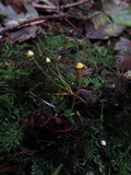 Mycena oregonensis image