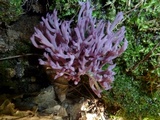 Clavaria zollingeri image