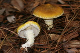 Floccularia albolanaripes image