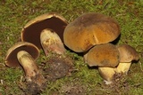 Boletus vermiculosoides image