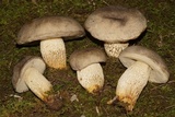 Retiboletus griseus image