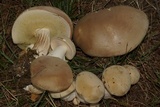 Boletus pallidus image