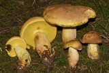 Lanmaoa pseudosensibilis image