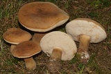 Tylopilus ferrugineus image