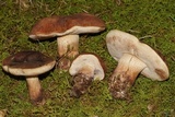 Tylopilus variobrunneus image