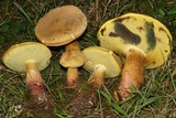 Lanmaoa pseudosensibilis image