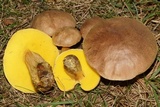 Aureoboletus innixus image