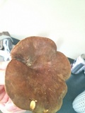 Boletinellus merulioides image