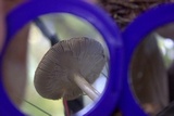 Amanita rhacopus image