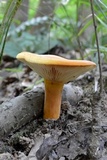 Lactarius volemus image