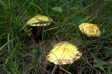 Suillus americanus image