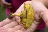 Suillus americanus image
