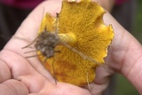 Suillus americanus image