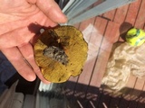 Boletinellus merulioides image
