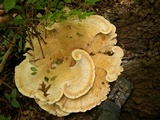Bondarzewia berkeleyi image