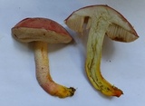 Harrya chromapes image