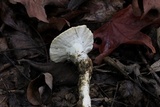 Loweomyces fractipes image