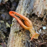 Pseudocolus fusiformis image
