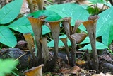 Craterellus fallax image