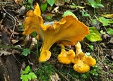 Cantharellus lateritius image