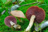Laccaria ochropurpurea image