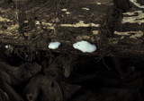 Postia fragilis image
