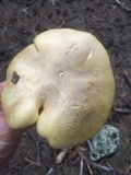 Cantharocybe gruberi image